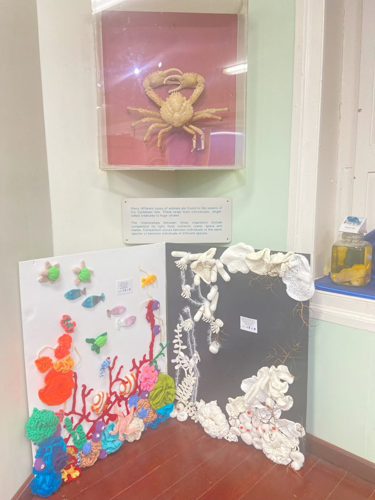 Living and Bleached coral reef to the Folkestone Museum